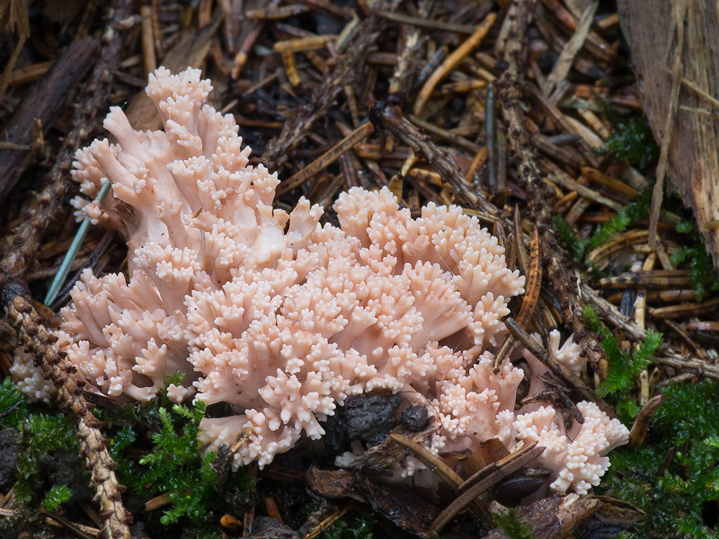 Ramaria mairei